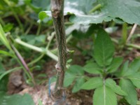 枯れかけたみかんの苗木から新芽 枯れかけたみかんの苗木から新芽