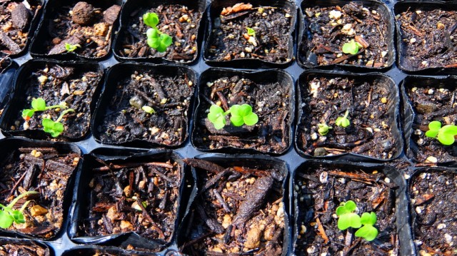 さすが、大根は芽吹きが早い さすが、大根は芽吹きが早い