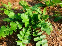 冬野菜 冬野菜