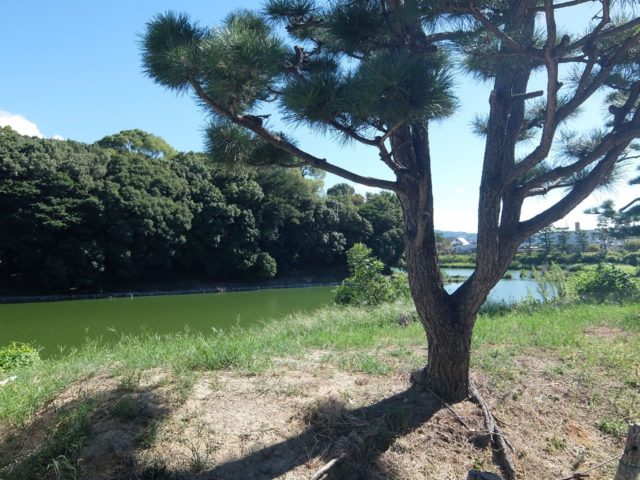 南大阪藤井寺市周辺で天皇陵散策 南大阪藤井寺市周辺で天皇陵散策