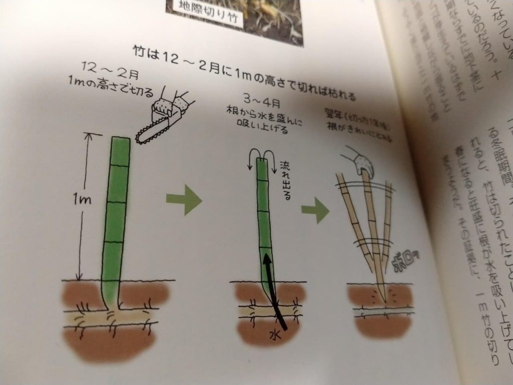 え 竹を枯らせるには1mの高さで切ればいいだけなの 農ログ 19年1月9日 モノグサにお灸